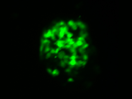 类器官定制服务